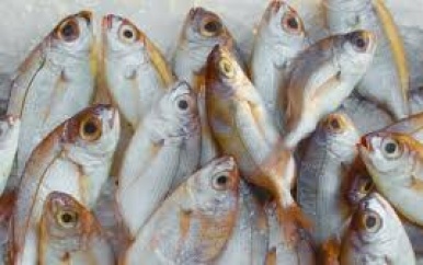 Vissersboot en vis in beslag genomen in Saramacca