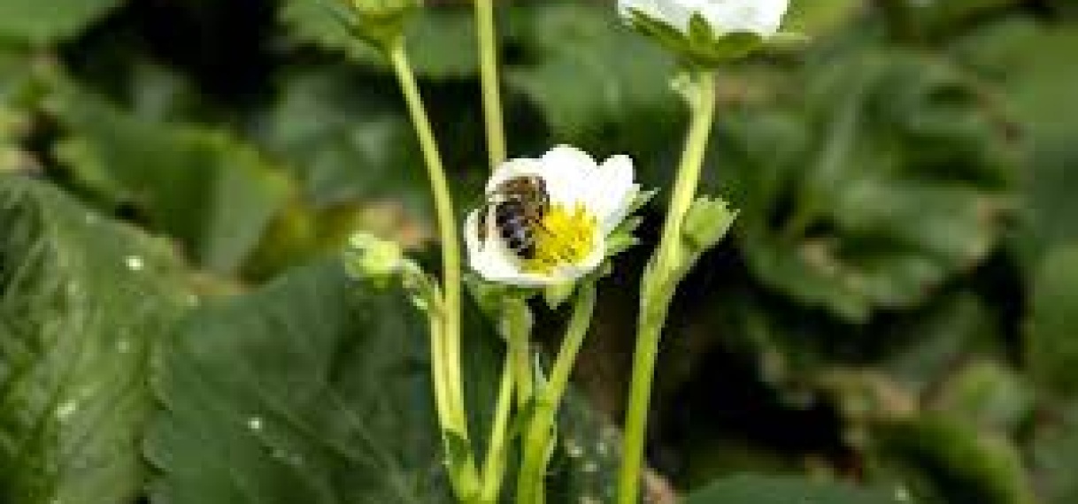 Meer bijen geteld dan vorig jaar ondanks koud en wisselvallig weer