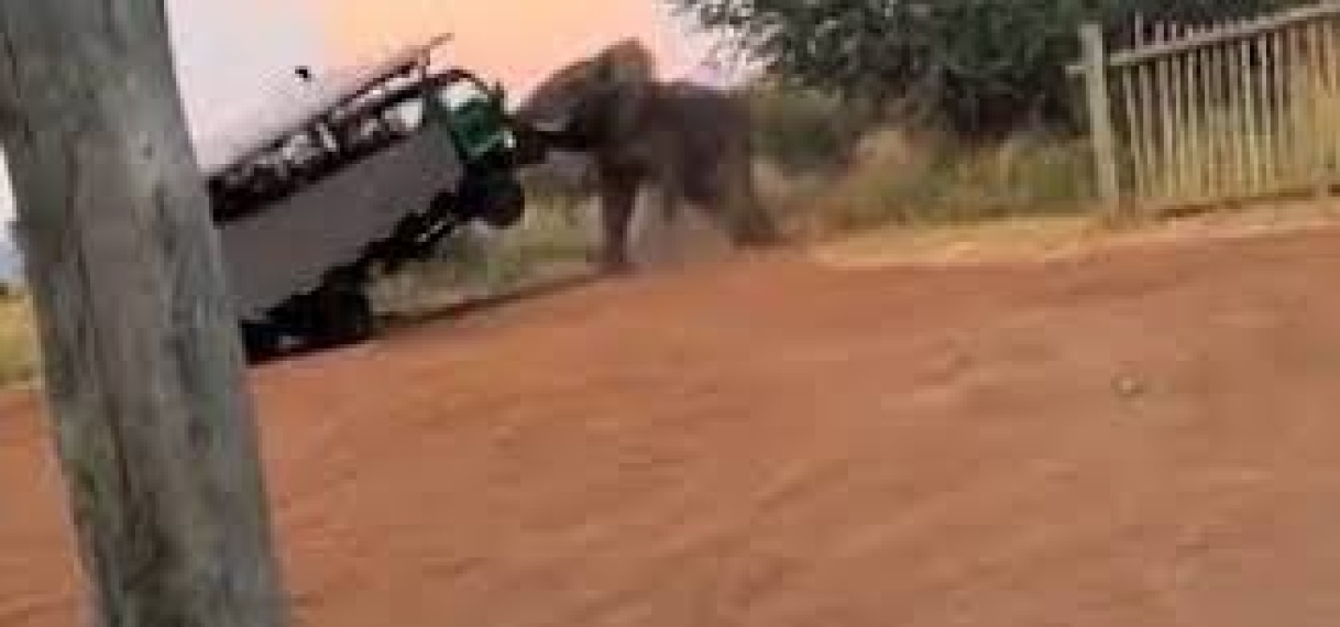 Olifant valt auto met safarigangers aan in Zambia