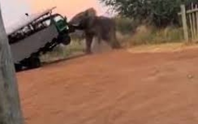 Olifant valt auto met safarigangers aan in Zambia