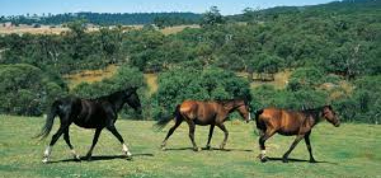 Onderzoek naar vondst vijfhonderd dode paarden op Australisch platteland