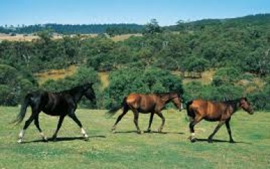 Onderzoek naar vondst vijfhonderd dode paarden op Australisch platteland