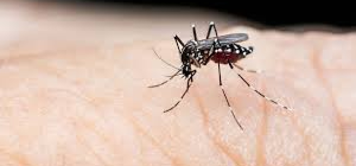 Aantal dengue gevallen blijft stijgen