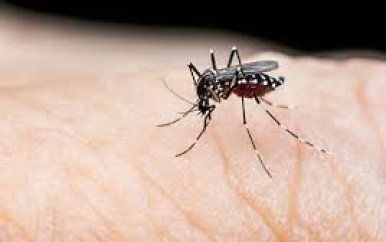 Aantal dengue gevallen blijft stijgen