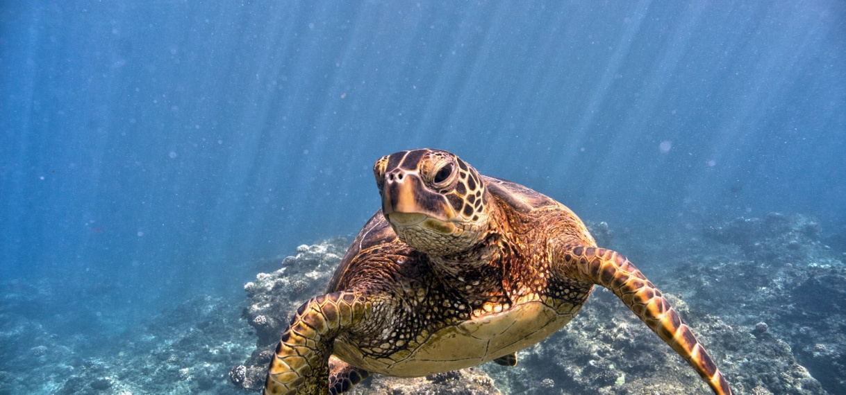 Duiker die zeebodem opruimt filmt schildpad die plastic ophoest