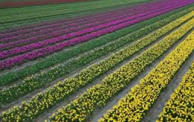 Dronecamera legt kleurrijke tulpenzee in Friesland vast