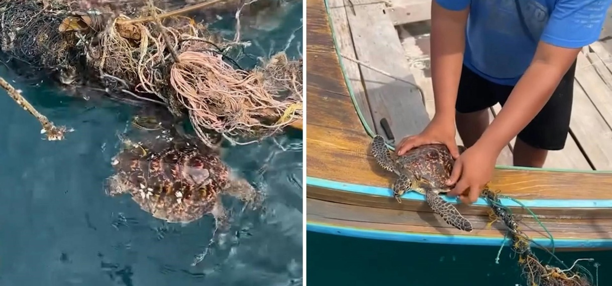 Thai redt jonge schildpad die verstrikt zit in visnet