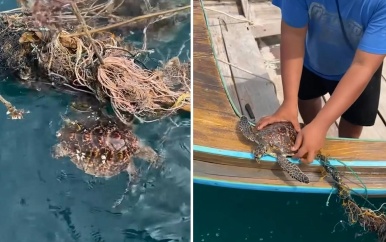 Thai redt jonge schildpad die verstrikt zit in visnet