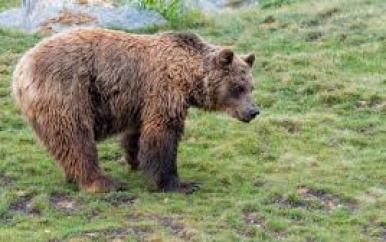 Italiaanse beer die vorig jaar hardloper doodde verhuist naar Duits reservaat