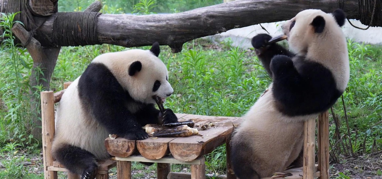 Reuzenpanda’s zitten samen aan tafel en genieten van diner