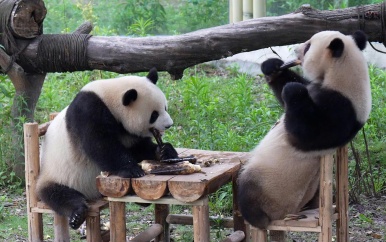 Reuzenpanda’s zitten samen aan tafel en genieten van diner