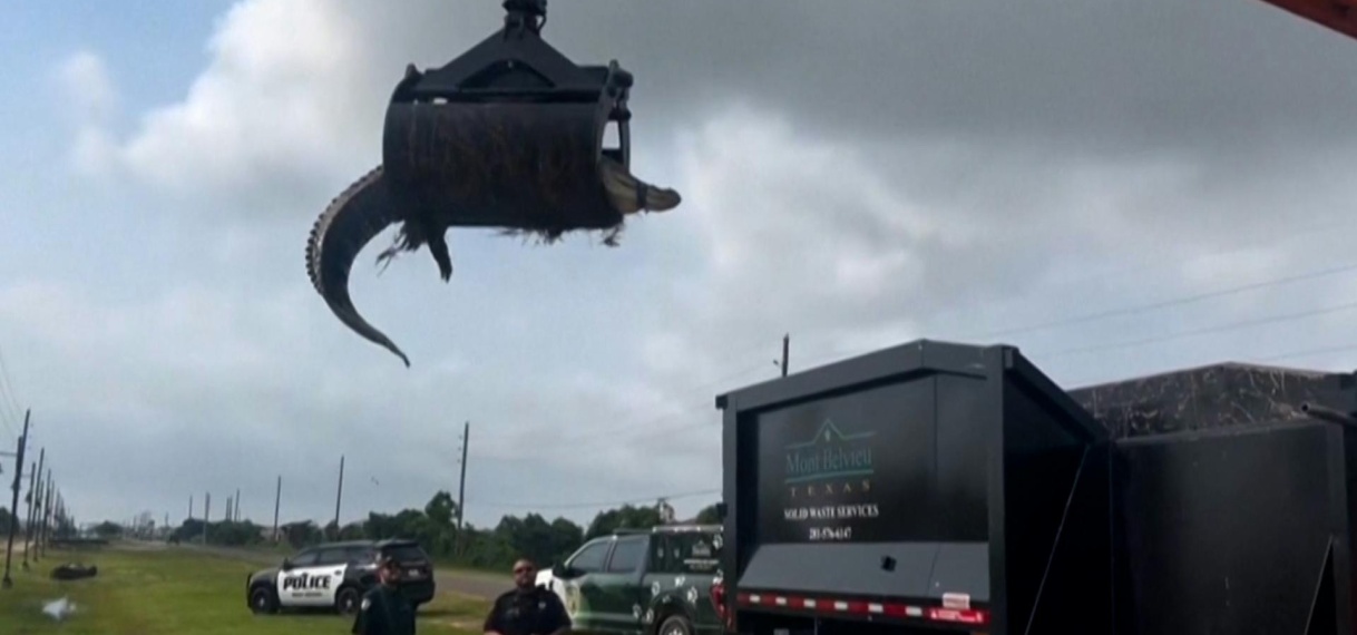 Vuilniswagen grijpt 3,5 meter lange alligator uit greppel in VS