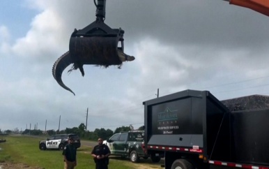 Vuilniswagen grijpt 3,5 meter lange alligator uit greppel in VS