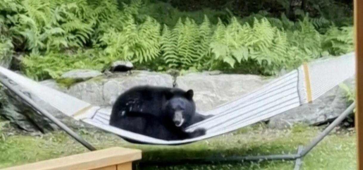 Amerikaan filmt chillende beer in zijn hangmat in de tuin