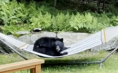 Amerikaan filmt chillende beer in zijn hangmat in de tuin