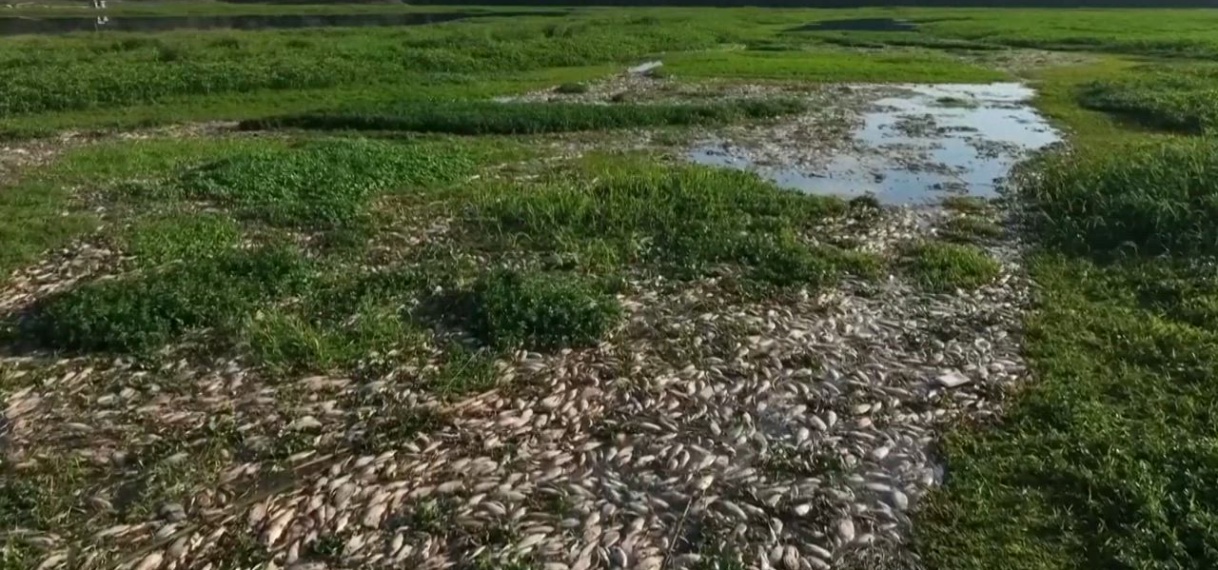 Braziliaanse rivier bezaaid met tonnen dode vis