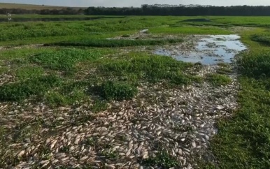 Braziliaanse rivier bezaaid met tonnen dode vis