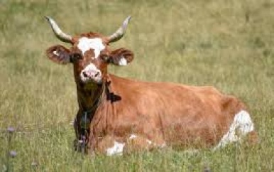 Koe in Oostenrijkse Alpen is niet gediend van foto en valt Nederlandse toerist aan