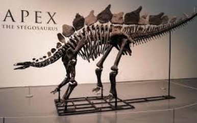 Skelet van stegosaurus levert recordbedrag van dik 40 miljoen euro op bij veiling