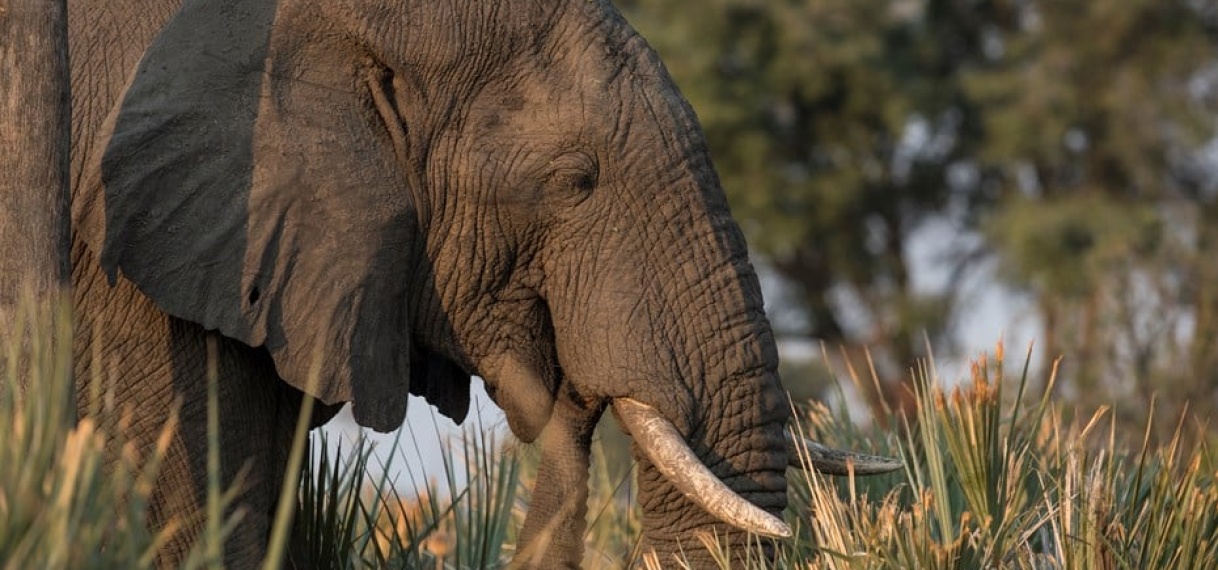 Dieren met hoge lichaamstemperatuur ontwikkelen zich eerder tot planteneters