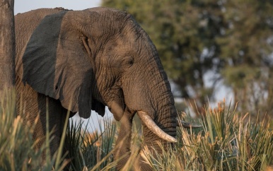 Dieren met hoge lichaamstemperatuur ontwikkelen zich eerder tot planteneters