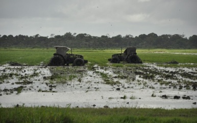 Rijstboeren Nickerie nog niet gecompenseerd