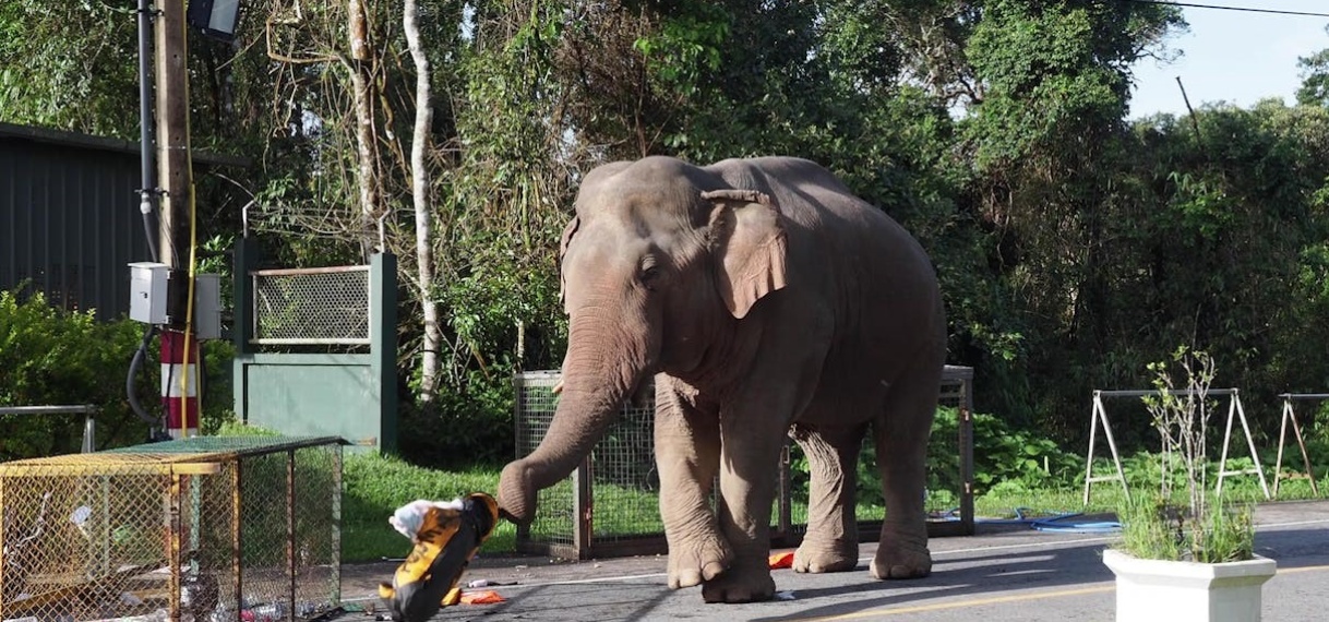 Rammelende olifant kiepert toeristenauto om in Thailand