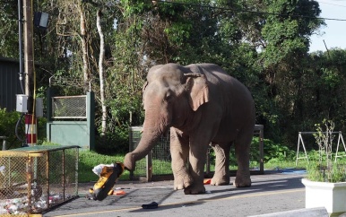 Rammelende olifant kiepert toeristenauto om in Thailand