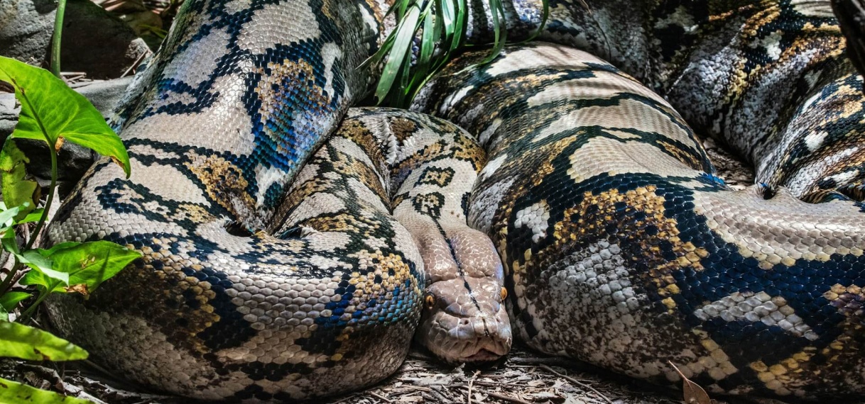 Thaise levend gevonden terwijl python haar al uren wurgt