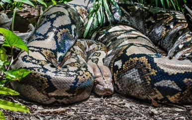 Thaise levend gevonden terwijl python haar al uren wurgt