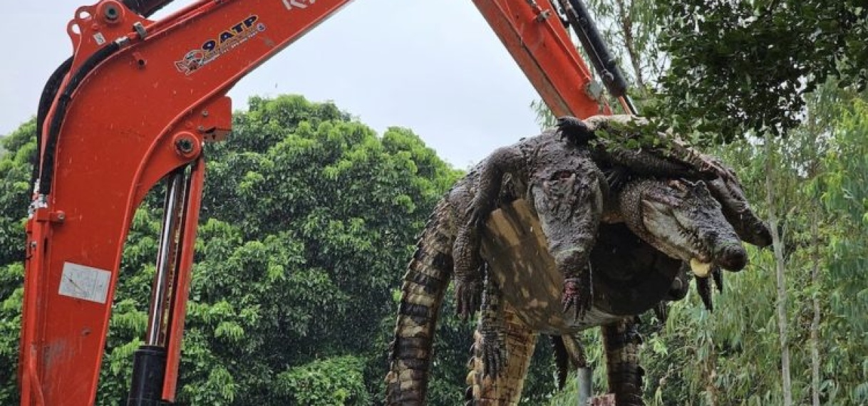 Thaise boerderij doodt 125 krokodillen uit vrees voor ontsnapping na zware regen