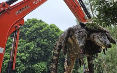 Thaise boerderij doodt 125 krokodillen uit vrees voor ontsnapping na zware regen