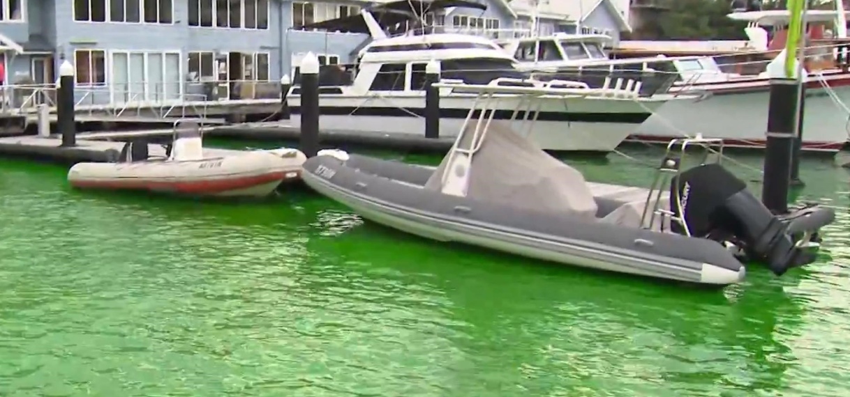 Water bij haven van Sydney kleurt felgroen