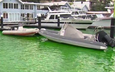 Water bij haven van Sydney kleurt felgroen