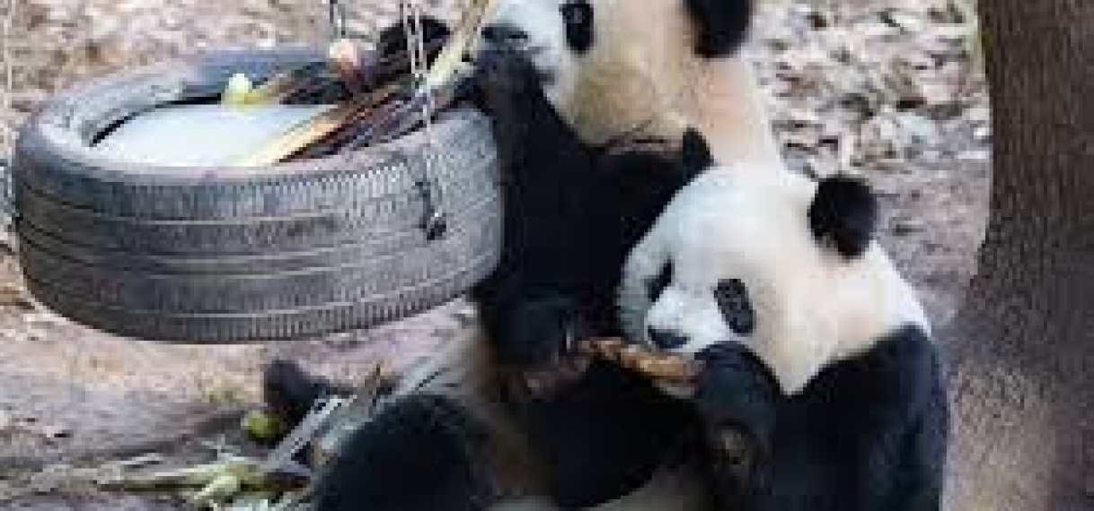 Chinese panda’s recreëren schattige goudlokje scene bij Chongqing Zoo