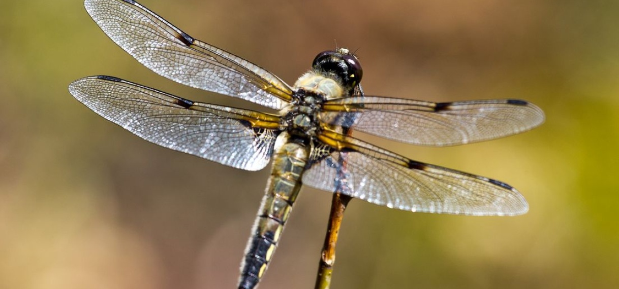 Libellen kunnen volgens onderzoek beter zien als de temperatuur stijgt