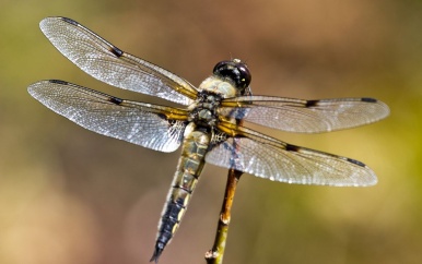 Libellen kunnen volgens onderzoek beter zien als de temperatuur stijgt