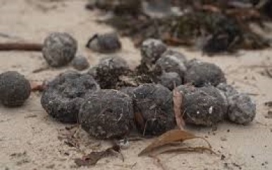 Twee stranden in Sydney dicht vanwege raadselachtige zwarte ballen