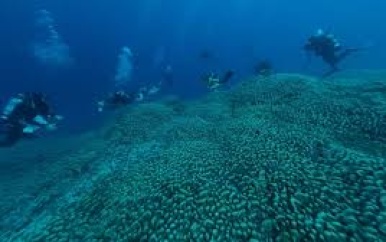 Grootste koraal ooit ontdekt in Stille Oceaan: ‘Als een kathedraal onder water’