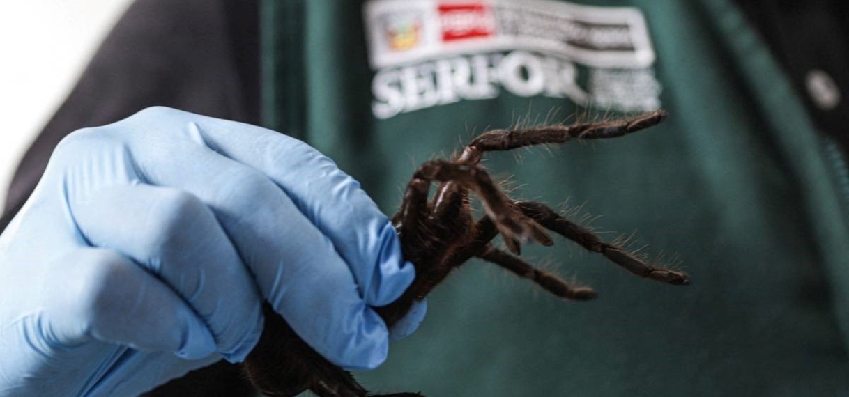 Peru betrapt smokkelaar met 320 tarantula’s op lichaam geplakt