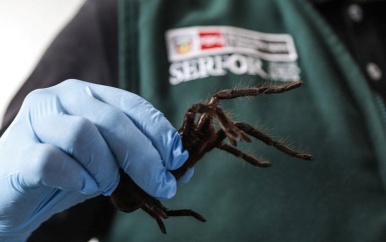 Peru betrapt smokkelaar met 320 tarantula’s op lichaam geplakt