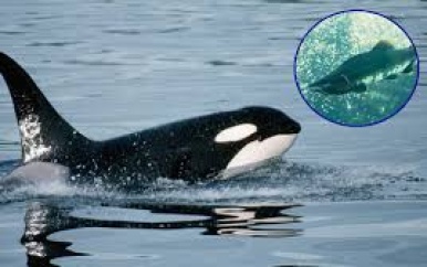 Orka’s dragen na veertig jaar weer zalmhoedjes, maar waarom blijft een raadsel