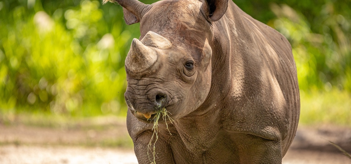 Neushoorn stormt veld uit en valt Nepalees op motor aan