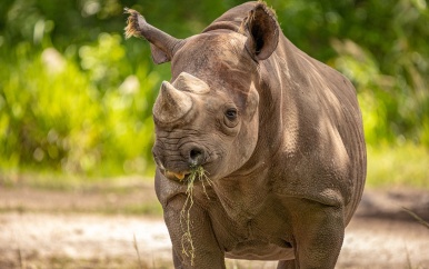 Neushoorn stormt veld uit en valt Nepalees op motor aan