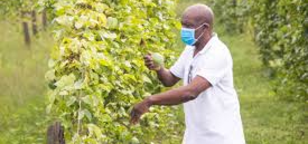 “Suriname start met innovatief markoesaverwerkingsproject voor duurzame groei”