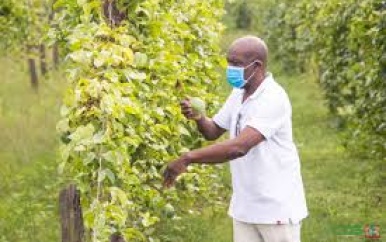“Suriname start met innovatief markoesaverwerkingsproject voor duurzame groei”