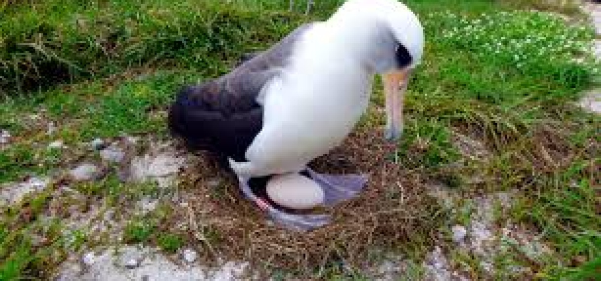 Oudste vogel in het wild ter wereld legt op haar 74e plotseling nog een ei