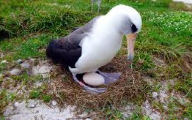 Oudste vogel in het wild ter wereld legt op haar 74e plotseling nog een ei