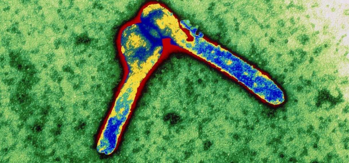Acht doden in Tanzania, vermoedelijk door zeldzaam marburgvirus