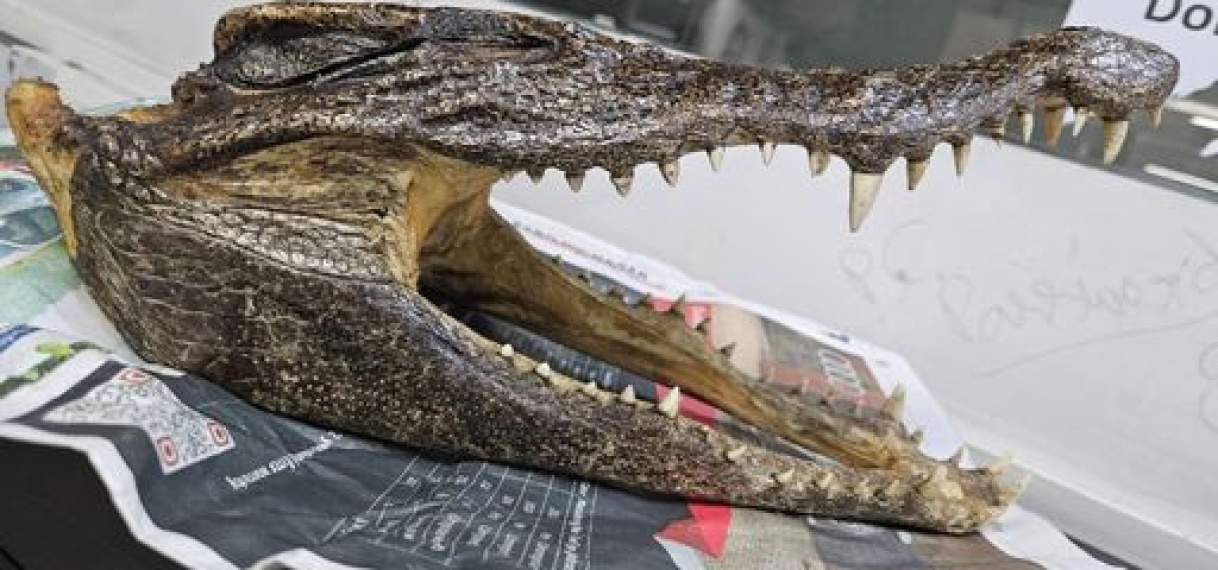 Canadees betrapt met schedel van krokodil op vliegveld New Delhi